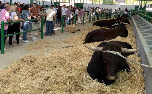 El PSOE insiste en que la FIG ha sido un rotundo éxito