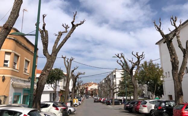 El ayuntamiento actúa contra la procesionaria e inicia la campaña de poda